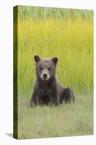 USA, Alaska. Grizzly bear cub sits in a meadow in Lake Clark National Park.-Brenda Tharp-Premier Image Canvas