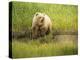 USA, Alaska, Grizzly Bear Cub-George Theodore-Premier Image Canvas