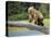 USA, Alaska, Grizzly Bear Cub-George Theodore-Premier Image Canvas