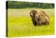 USA, Alaska, Grizzly Bear with Cub-George Theodore-Premier Image Canvas