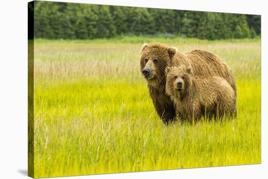 USA, Alaska, Grizzly Bear with Cub-George Theodore-Premier Image Canvas