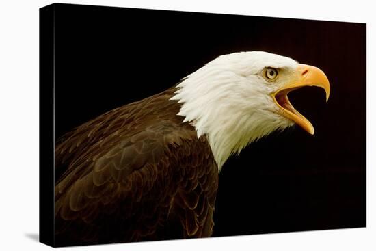 USA, Alaska. Haliaeetus leucocephalus, bald eagle portrait, captive.-David Slater-Premier Image Canvas