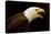 USA, Alaska. Haliaeetus leucocephalus, bald eagle portrait, captive.-David Slater-Premier Image Canvas