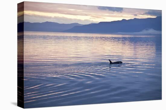 USA, Alaska, Inside Passage, Orcas Cruising-John Ford-Premier Image Canvas