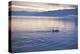 USA, Alaska, Inside Passage, Orcas Cruising-John Ford-Premier Image Canvas
