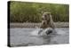 USA, Alaska, Katmai National Park. Grizzly Bear chasing salmon.-Frank Zurey-Premier Image Canvas