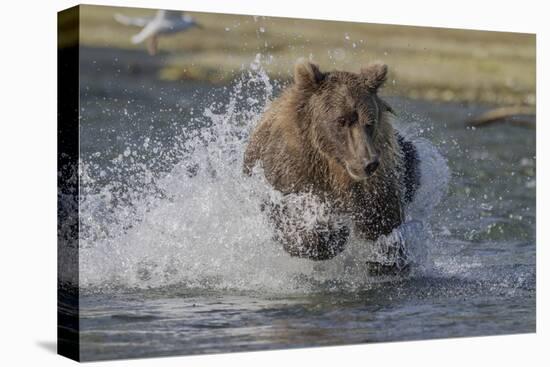 USA, Alaska, Katmai National Park. Grizzly Bear chasing salmon.-Frank Zurey-Premier Image Canvas