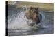 USA, Alaska, Katmai National Park. Grizzly Bear chasing salmon.-Frank Zurey-Premier Image Canvas