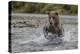 USA, Alaska, Katmai National Park. Grizzly Bear chasing salmon.-Frank Zurey-Premier Image Canvas