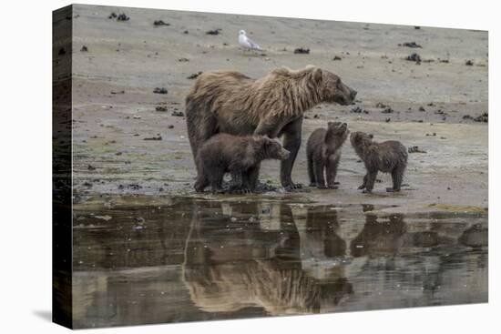 USA, Alaska, Katmai National Park. Grizzly Bear mom with triplet cubs.-Frank Zurey-Premier Image Canvas