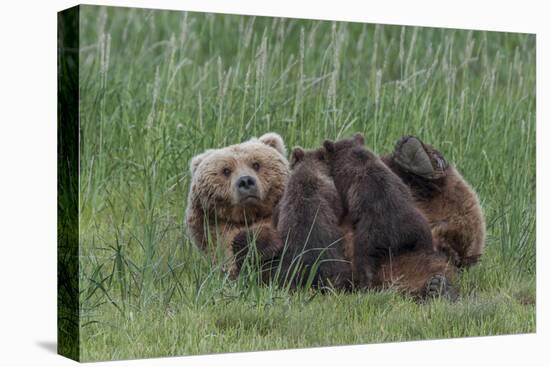 USA, Alaska, Katmai National Park, Hallo Bay. Coastal Brown Bear nursing-Frank Zurey-Premier Image Canvas