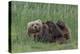 USA, Alaska, Katmai National Park, Hallo Bay. Coastal Brown Bear nursing-Frank Zurey-Premier Image Canvas