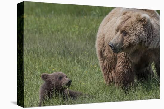 USA, Alaska, Katmai National Park, Hallo Bay. Coastal Brown Bear with cub-Frank Zurey-Premier Image Canvas