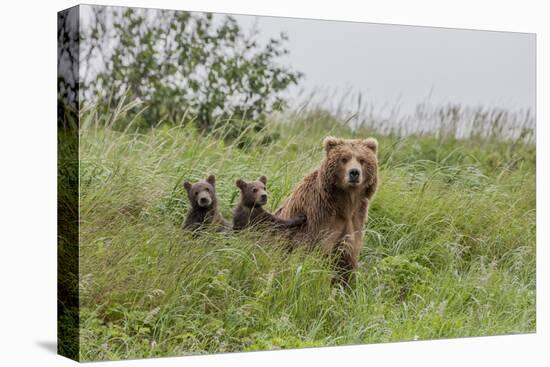 USA, Alaska, Katmai National Park, Hallo Bay. Coastal Brown Bear with twins-Frank Zurey-Premier Image Canvas