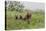 USA, Alaska, Katmai National Park, Hallo Bay. Coastal Brown Bear with twins-Frank Zurey-Premier Image Canvas