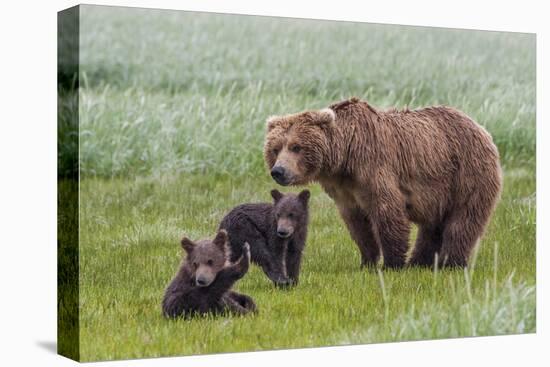 USA, Alaska, Katmai National Park, Hallo Bay. Coastal Brown Bear with twins-Frank Zurey-Premier Image Canvas