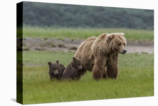 USA, Alaska, Katmai National Park, Hallo Bay. Coastal Brown Bear with twins-Frank Zurey-Premier Image Canvas