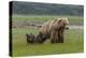 USA, Alaska, Katmai National Park, Hallo Bay. Coastal Brown Bear with twins-Frank Zurey-Premier Image Canvas