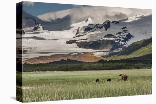 USA, Alaska, Katmai National Park, Hallo Bay. Coastal Brown Bear with twins-Frank Zurey-Premier Image Canvas