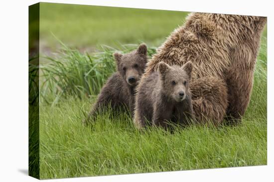 USA, Alaska, Katmai National Park, Hallo Bay. Coastal Brown Bear with twins-Frank Zurey-Premier Image Canvas