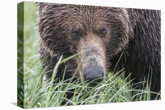 USA, Alaska, Katmai National Park, Hallo Bay. Coastal Brown Bear.-Frank Zurey-Premier Image Canvas