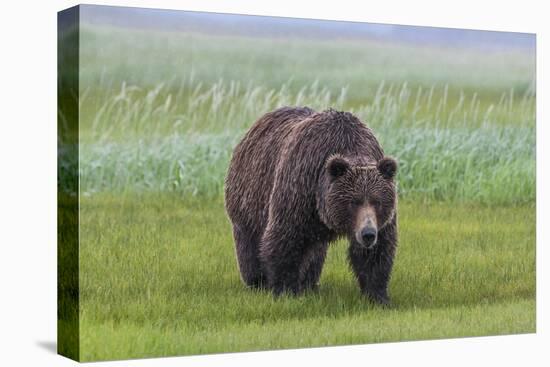 USA, Alaska, Katmai National Park, Hallo Bay. Coastal Brown Bear.-Frank Zurey-Premier Image Canvas