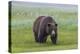 USA, Alaska, Katmai National Park, Hallo Bay. Coastal Brown Bear.-Frank Zurey-Premier Image Canvas