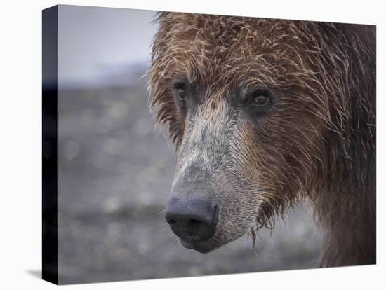 USA, Alaska, Katmai National Park, Hallo Bay. Coastal Brown Bear.-Frank Zurey-Premier Image Canvas