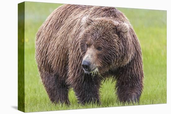 USA, Alaska, Katmai National Park, Hallo Bay. Coastal Brown Bear.-Frank Zurey-Premier Image Canvas