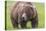 USA, Alaska, Katmai National Park, Hallo Bay. Coastal Brown Bear.-Frank Zurey-Premier Image Canvas