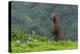 USA, Alaska, Katmai National Park, Hallo Bay. Coastal Brown Bear-Frank Zurey-Premier Image Canvas