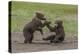 USA, Alaska, Katmai National Park, Hallo Bay. Coastal Brown twins playing-Frank Zurey-Premier Image Canvas