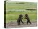 USA, Alaska, Katmai National Park, Hallo Bay. Coastal Brown twins playing-Frank Zurey-Premier Image Canvas