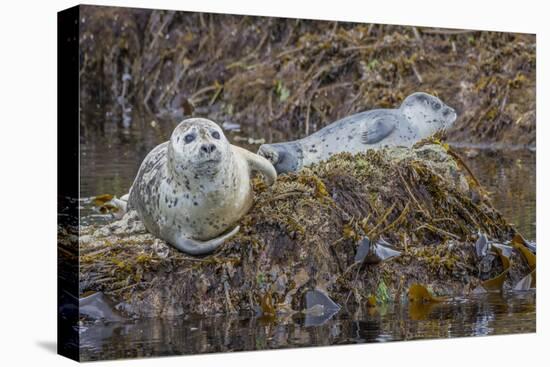 USA, Alaska, Katmai National Park. Harbor Seal resting on seaweed.-Frank Zurey-Premier Image Canvas