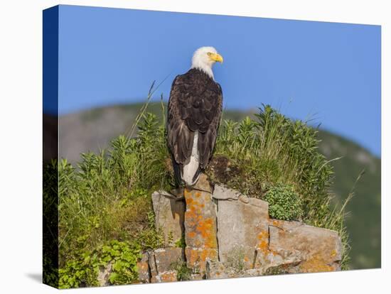 USA, Alaska, Katmai National Park, Kukak Bay. Bald Eagle-Frank Zurey-Premier Image Canvas