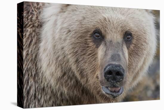 USA, Alaska, Katmai National Park, Kukak Bay. Coastal Brown Bear portrait-Frank Zurey-Premier Image Canvas