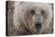 USA, Alaska, Katmai National Park, Kukak Bay. Coastal Brown Bear portrait-Frank Zurey-Premier Image Canvas