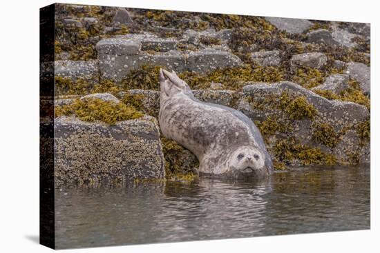 USA, Alaska, Katmai National Park, Kukak Bay. Harbor Seal-Frank Zurey-Premier Image Canvas