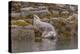 USA, Alaska, Katmai National Park, Kukak Bay. Harbor Seal-Frank Zurey-Premier Image Canvas