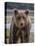 USA, Alaska, Katmai National Park of Grizzly Bear-Frank Zurey-Premier Image Canvas