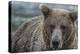 USA, Alaska, Katmai National Park of Grizzly Bear.-Frank Zurey-Premier Image Canvas