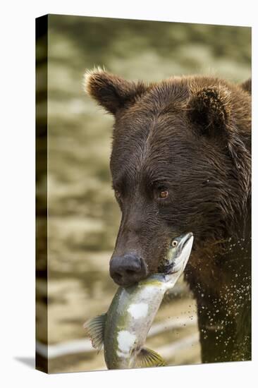 USA, Alaska, Katmai NP, Coastal Brown Bear eating salmon.-Paul Souders-Premier Image Canvas
