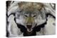 USA, Alaska, Ketchikan, Downtown Summertime. Wolf Skin-Savanah Stewart-Premier Image Canvas