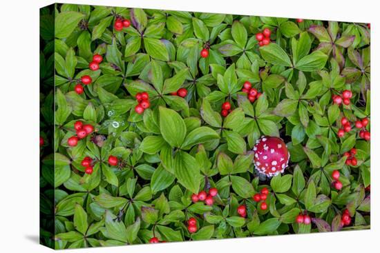 USA, Alaska, Nancy Lake State Recreation Area. Bunchberry and fly agaric mushrooms.-Jaynes Gallery-Premier Image Canvas