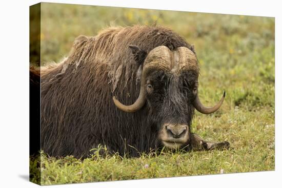 USA, Alaska, Nome. Adult musk ox bull resting.-Jaynes Gallery-Premier Image Canvas