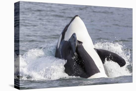 USA, Alaska. Orca Whale Breaching-Jaynes Gallery-Premier Image Canvas