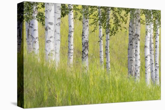 USA, Alaska. Paper birch trees and grass.-Jaynes Gallery-Premier Image Canvas