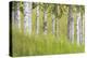 USA, Alaska. Paper birch trees and grass.-Jaynes Gallery-Premier Image Canvas