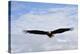 USA, Alaska, Southeast, Ketchikan, Bald Eagle-Savanah Stewart-Premier Image Canvas