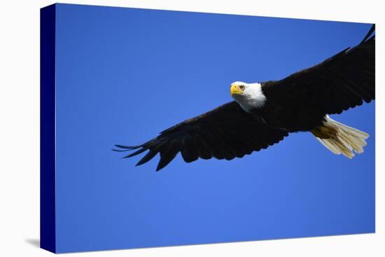 USA, Alaska, Southeast, Ketchikan, Bald Eagle-Savanah Stewart-Premier Image Canvas